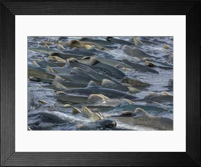 Framed Print : Salmon spawning Framed Print : Salmon spawning