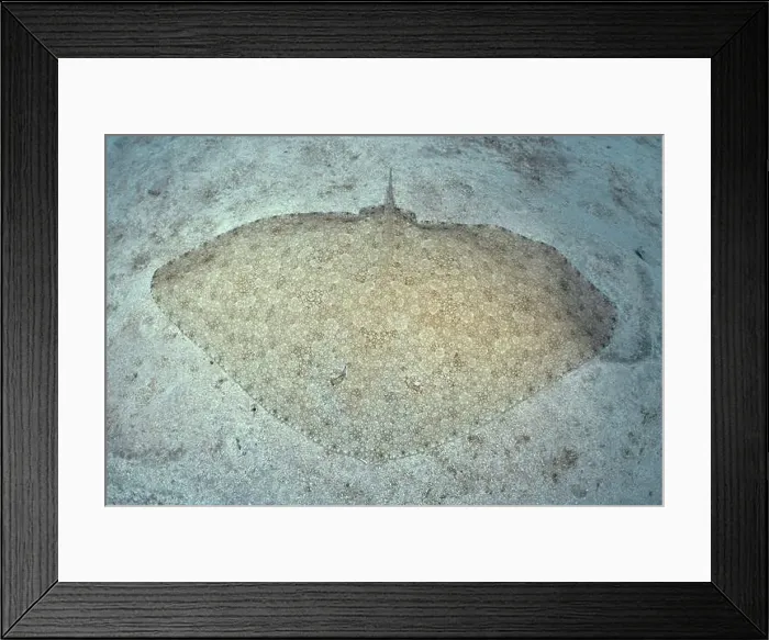 Framed Print : Butterfly ray (Gymnura altavela) with a patterned body lies on a light-coloured sandy substrate Framed Print : Butterfly ray (Gymnura altavela) with a patterned body lies on a light-coloured sandy substrate