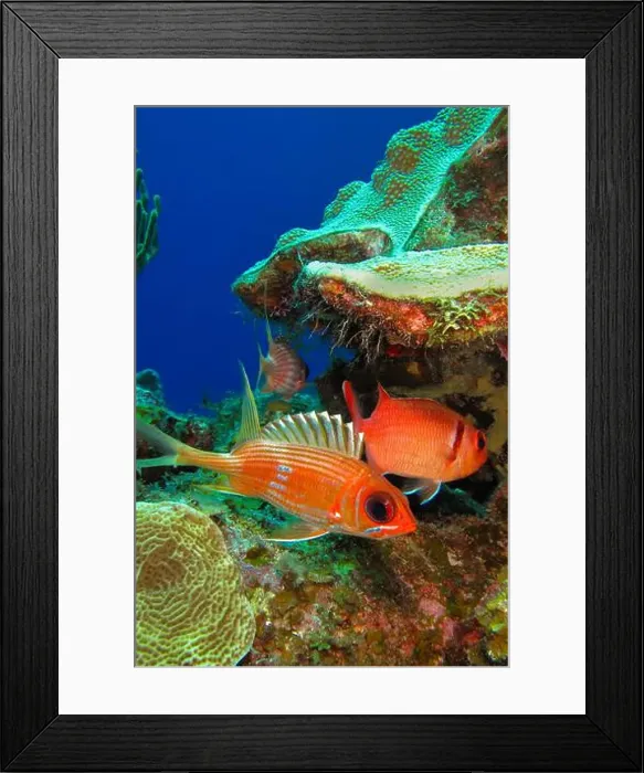 Framed Print : Longspine Squirrelfish, Holocentrus rufus, Coral Reef, Caribbean Sea, Playa Girón, Cuba, America Framed Print : Longspine Squirrelfish, Holocentrus rufus, Coral Reef, Caribbean Sea, Playa Girón, Cuba, America