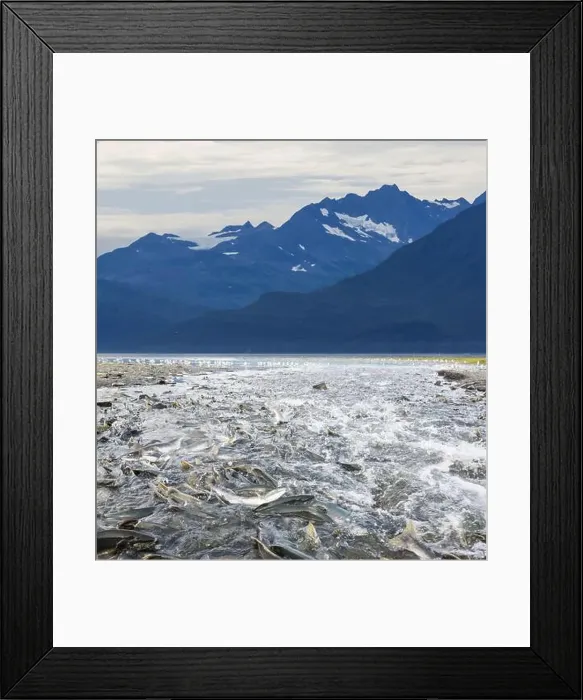 Framed Print : Salmon spawning Framed Print : Salmon spawning