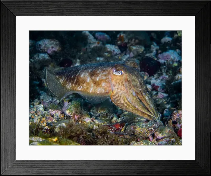 Framed Print : A cuttlefish underwater in the sea (Sepia officinalis) Framed Print : A cuttlefish underwater in the sea (Sepia officinalis)