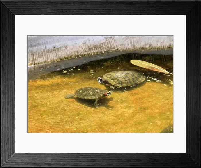 Framed Print : Turtles in the Sea Turtle Conservation and Education Center in Serangan, Denpasar, Bali in Indonesia Framed Print : Turtles in the Sea Turtle Conservation and Education Center in Serangan, Denpasar, Bali in Indonesia