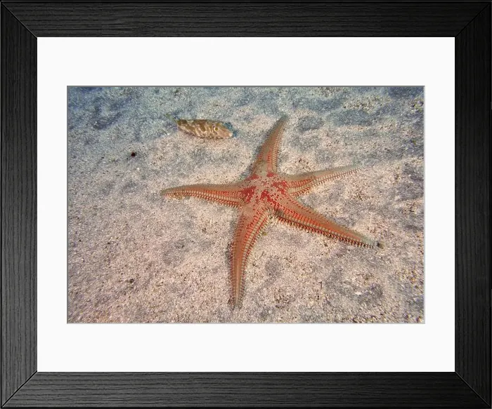 Framed Print : Five-armed red speckled starfish
