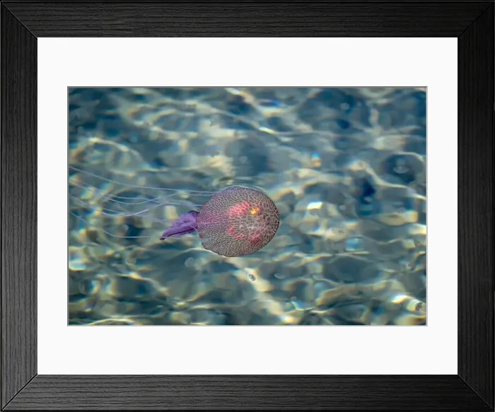 Framed Print : Adult jellyfish with offspring, Mediterranean sea, Lipari, Italy Framed Print : Adult jellyfish with offspring, Mediterranean sea, Lipari, Italy