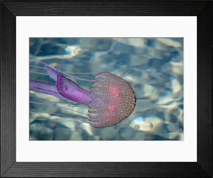 Framed Print : Adult jellyfish with offspring, Mediterranean sea, Lipari, Italy Framed Print : Adult jellyfish with offspring, Mediterranean sea, Lipari, Italy