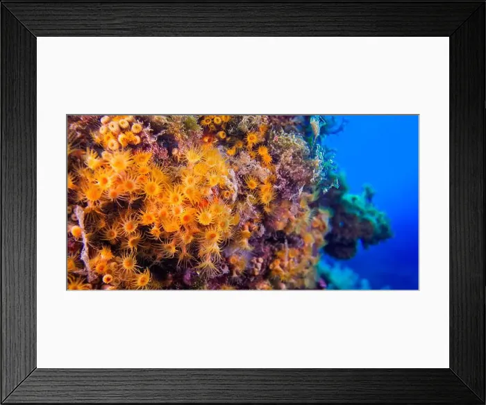 Framed Print : Yellow Encrusting Sea Anemone, Parazoanthus axinellae Framed Print : Yellow Encrusting Sea Anemone, Parazoanthus axinellae