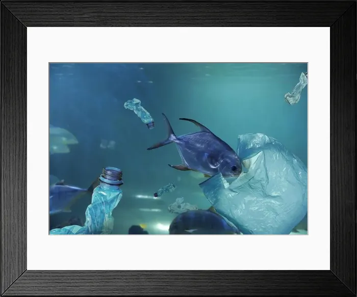 Framed Print : Fishes swimming among plastic garbage in sea. Environmental pollution Framed Print : Fishes swimming among plastic garbage in sea. Environmental pollution