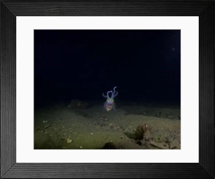 Framed Print : Squid swimming at night looking for prey Framed Print : Squid swimming at night looking for prey
