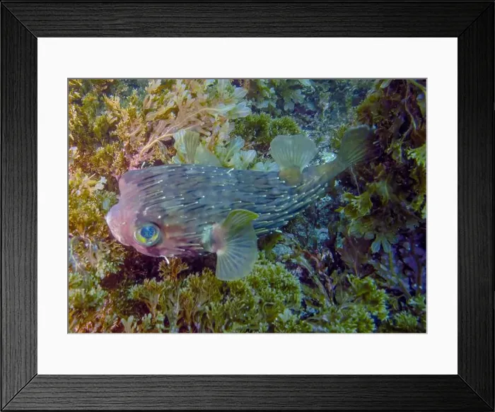 Framed Print : A Long-spine Porcupinefish (Diodon holocanthus) in Baja California Sur, Mexico Framed Print : A Long-spine Porcupinefish (Diodon holocanthus) in Baja California Sur, Mexico
