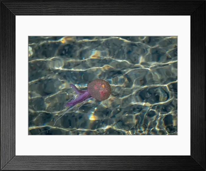 Framed Print : Adult jellyfish with offspring, Mediterranean sea, Lipari, Italy Framed Print : Adult jellyfish with offspring, Mediterranean sea, Lipari, Italy