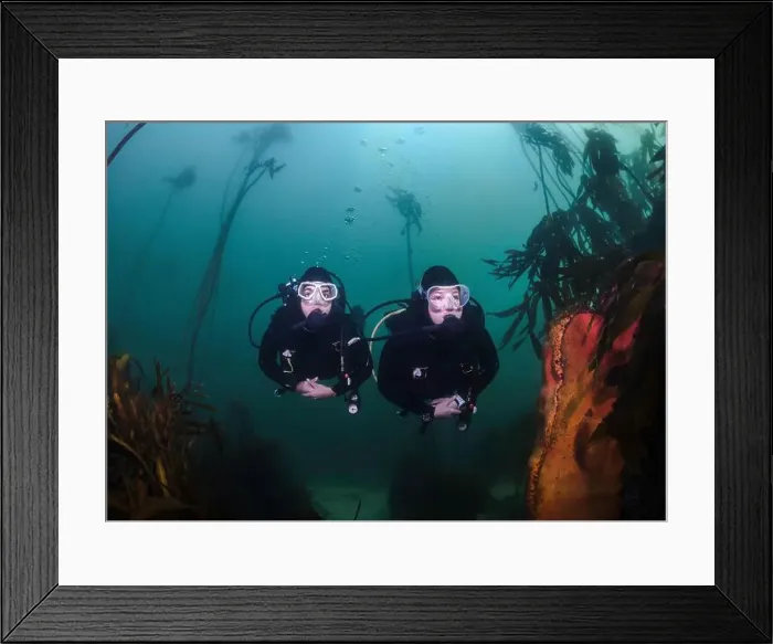 Framed Print : Two female scuba divers underwater swimming together in the kelp forest Framed Print : Two female scuba divers underwater swimming together in the kelp forest