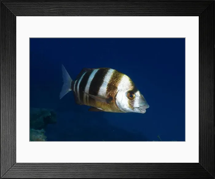 Framed Print : A striped fish, zebra bream (Diplodus cervinus cervinus) Framed Print : A striped fish, zebra bream (Diplodus cervinus cervinus)