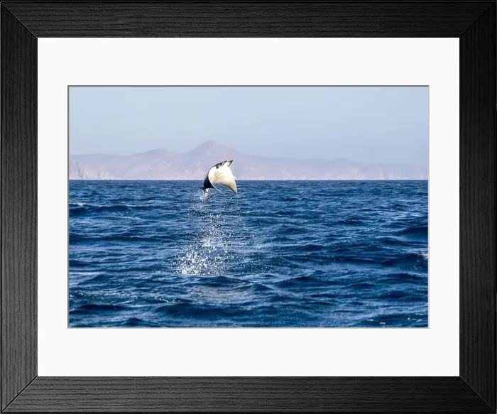Framed Print : Munk's Devil Rays aka Mobula Rays (Mobula munkiana) in jumping out of the water in Baja California Sur, Mexico Framed Print : Munk's Devil Rays aka Mobula Rays (Mobula munkiana) in jumping out of the water in Baja California Sur, Mexico