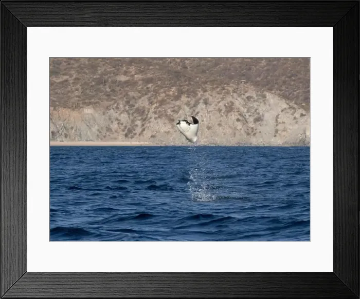 Framed Print : Munk's Devil Rays aka Mobula Rays (Mobula munkiana) in jumping out of the water in Baja California Sur, Mexico Framed Print : Munk's Devil Rays aka Mobula Rays (Mobula munkiana) in jumping out of the water in Baja California Sur, Mexico