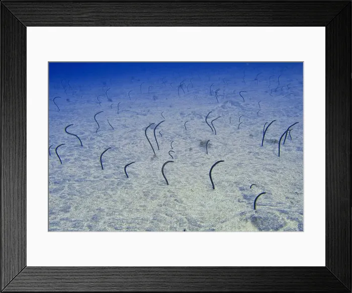 Framed Print : Many specimens of Brown garden eel (Heteroconger longissimus) protrude from a sandy seabed Framed Print : Many specimens of Brown garden eel (Heteroconger longissimus) protrude from a sandy seabed