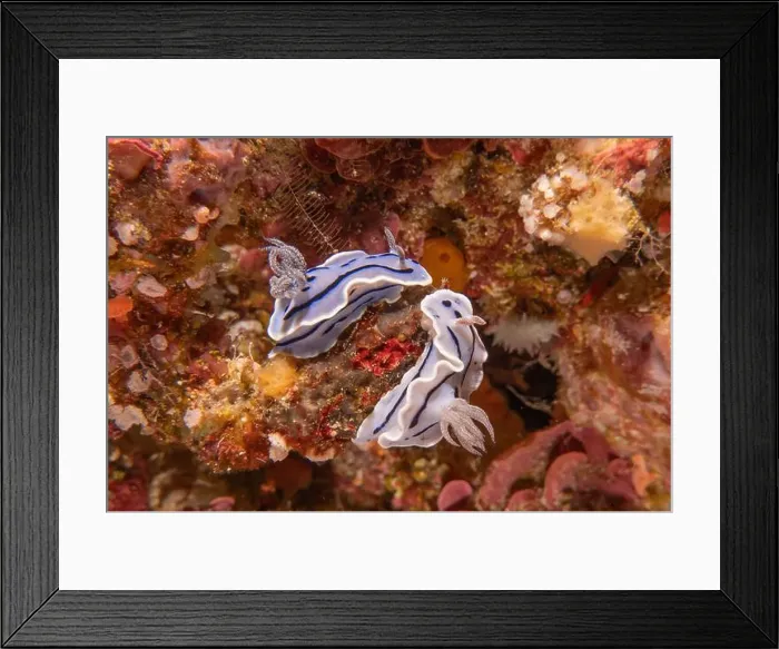 Framed Print : Sea slug at the tubbataha reef national park Philippines Framed Print : Sea slug at the tubbataha reef national park Philippines