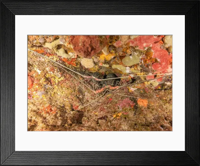 Framed Print : Painted Lobster(Panulirus versicolor) at the Tubbataha Reef National Park Philippines Framed Print : Painted Lobster(Panulirus versicolor) at the Tubbataha Reef National Park Philippines