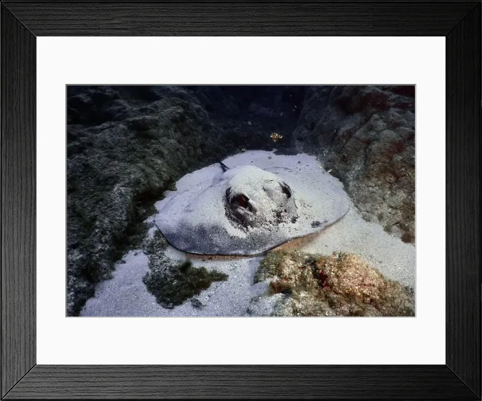 Framed Print : A round stingray (Taeniura grabata) lies flat on the sandy seabed between lava rocks Framed Print : A round stingray (Taeniura grabata) lies flat on the sandy seabed between lava rocks
