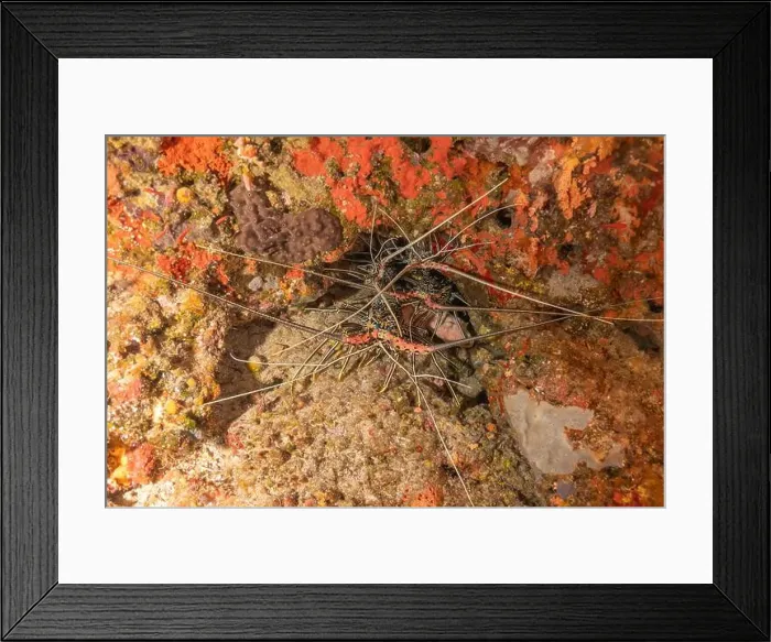 Framed Print : Painted Lobster(Panulirus versicolor) at the Tubbataha Reef National Park Philippines Framed Print : Painted Lobster(Panulirus versicolor) at the Tubbataha Reef National Park Philippines