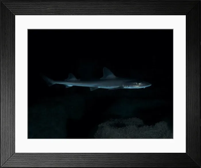 Framed Print : A Common smooth-hound (Mustelus mustelus) swims in the darkness of the sea Framed Print : A Common smooth-hound (Mustelus mustelus) swims in the darkness of the sea