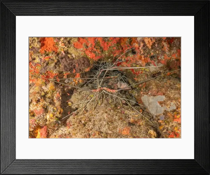 Framed Print : Painted Lobster(Panulirus versicolor) at the Tubbataha Reef National Park Philippines Framed Print : Painted Lobster(Panulirus versicolor) at the Tubbataha Reef National Park Philippines