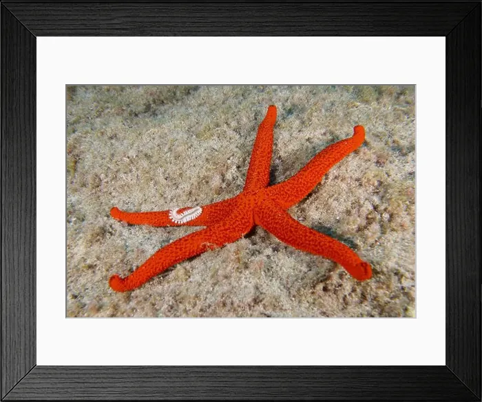 Framed Print : A mediterranean red sea star (Echinaster sepositus) lies on the sandy seabed Framed Print : A mediterranean red sea star (Echinaster sepositus) lies on the sandy seabed