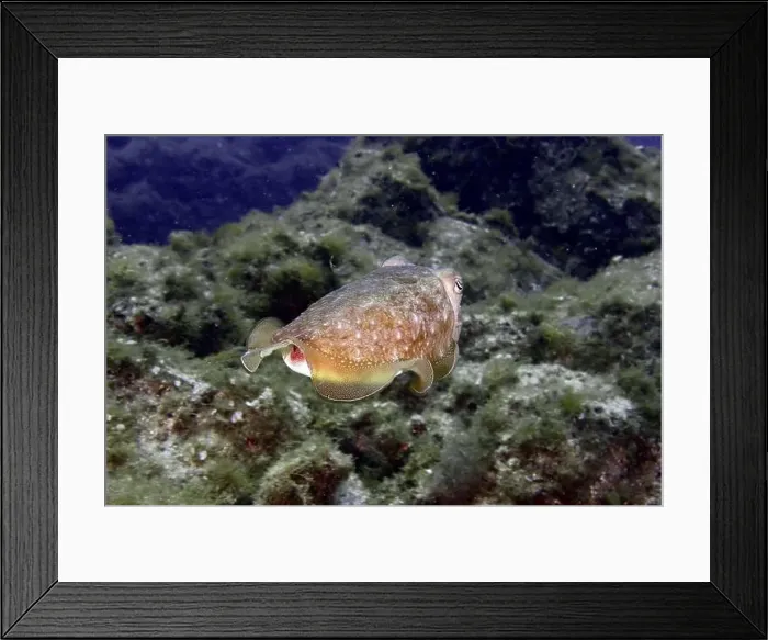 Framed Print : Common cuttlefish (Sepia officinalis) swimming in a green underwater world with seaweed and marine plants Framed Print : Common cuttlefish (Sepia officinalis) swimming in a green underwater world with seaweed and marine plants