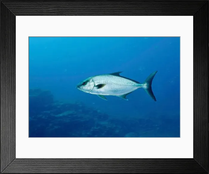 Framed Print : Single eye-stripe amberjack (Seriola rivoliana) Framed Print : Single eye-stripe amberjack (Seriola rivoliana)
