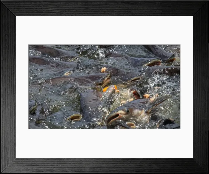 Framed Print : cat fish, Wat Nang sao, Samut Sakhon, Thailand Framed Print : cat fish, Wat Nang sao, Samut Sakhon, Thailand
