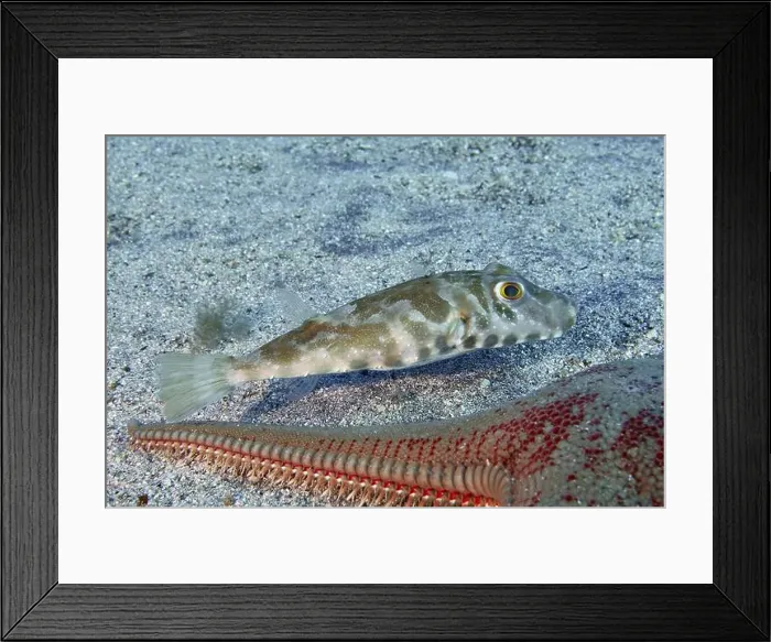 Framed Print : Pearled pufferfish (Sphoeroides spengleri) swimming next to a starfish on a sandy seabed Framed Print : Pearled pufferfish (Sphoeroides spengleri) swimming next to a starfish on a sandy seabed
