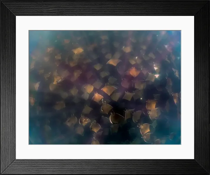 Framed Print : A large aggregation of Munk's Devil Rays aka Mobula Rays (Mobula munkiana) in Baja California Sur, Mexico Framed Print : A large aggregation of Munk's Devil Rays aka Mobula Rays (Mobula munkiana) in Baja California Sur, Mexico