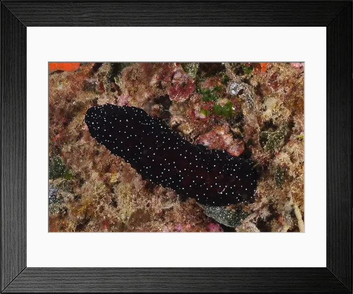 Framed Print : A dark spotted sea cucumber, white-tipped sea cucumber (Holothuria polii) Framed Print : A dark spotted sea cucumber, white-tipped sea cucumber (Holothuria polii)
