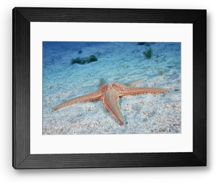 Framed Print : Five-armed starfish with a red spotted pattern Framed Print : Five-armed starfish with a red spotted pattern