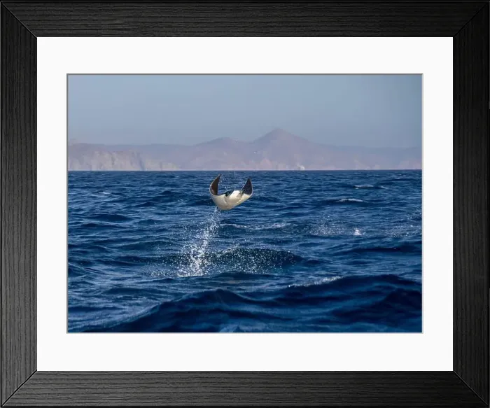 Framed Print : Munk's Devil Rays aka Mobula Rays (Mobula munkiana) in jumping out of the water in Baja California Sur, Mexico Framed Print : Munk's Devil Rays aka Mobula Rays (Mobula munkiana) in jumping out of the water in Baja California Sur, Mexico