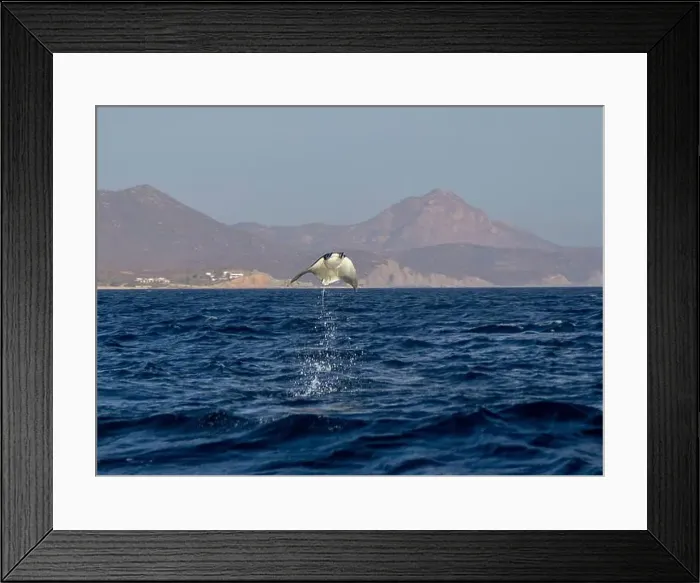 Framed Print : Munk's Devil Rays aka Mobula Rays (Mobula munkiana) in jumping out of the water in Baja California Sur, Mexico Framed Print : Munk's Devil Rays aka Mobula Rays (Mobula munkiana) in jumping out of the water in Baja California Sur, Mexico