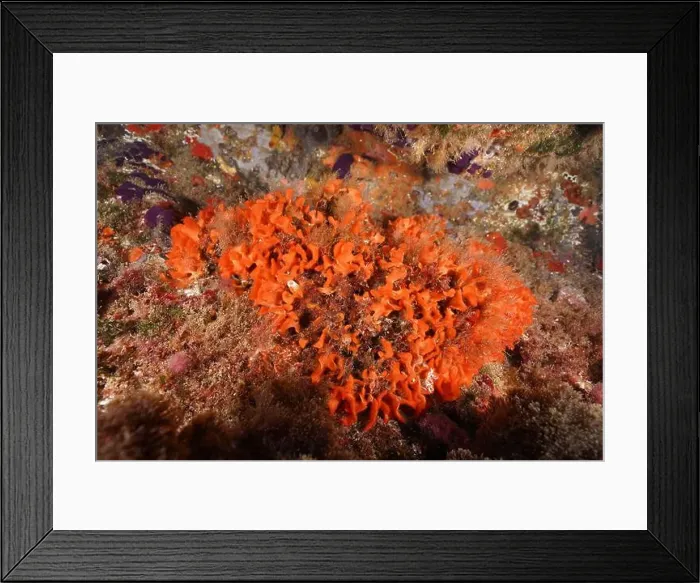 Framed Print : Orange spiny sponge (Acanthella acuta) Framed Print : Orange spiny sponge (Acanthella acuta)