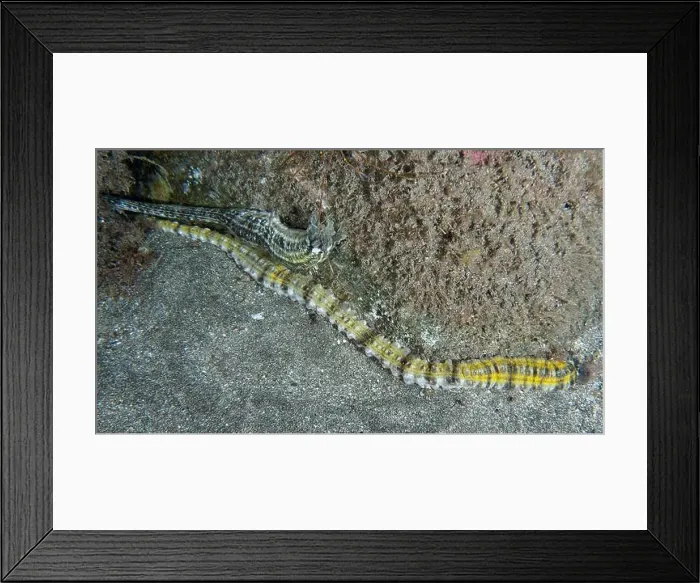 Framed Print : A long, yellow striped snake sea cucumber (Euapta lappa) Framed Print : A long, yellow striped snake sea cucumber (Euapta lappa)