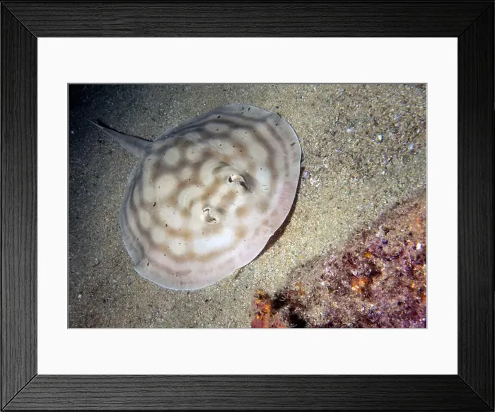 Framed Print : A Bullseye Round Stingray (Urobatis concentricus) in Baja California Sur, Mexico Framed Print : A Bullseye Round Stingray (Urobatis concentricus) in Baja California Sur, Mexico