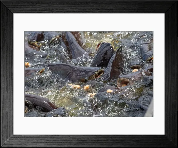Framed Print : cat fish, Wat Nang sao, Samut Sakhon, Thailand Framed Print : cat fish, Wat Nang sao, Samut Sakhon, Thailand