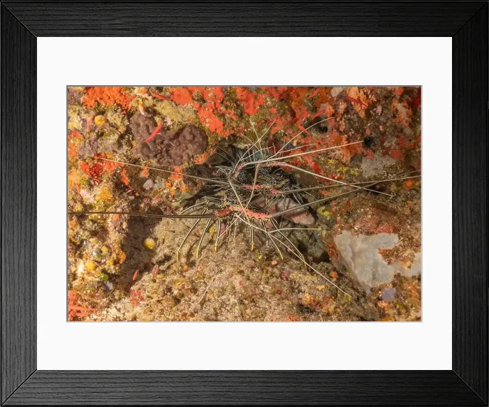 Framed Print : Painted Lobster(Panulirus versicolor) at the Tubbataha Reef National Park Philippines Framed Print : Painted Lobster(Panulirus versicolor) at the Tubbataha Reef National Park Philippines