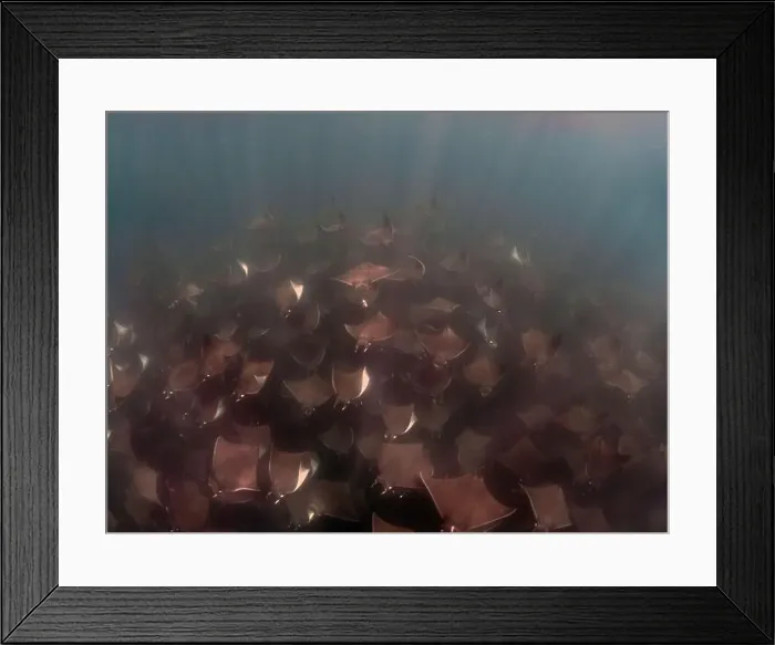 Framed Print : A large aggregation of Munk's Devil Rays aka Mobula Rays (Mobula munkiana) in Baja California Sur, Mexico Framed Print : A large aggregation of Munk's Devil Rays aka Mobula Rays (Mobula munkiana) in Baja California Sur, Mexico