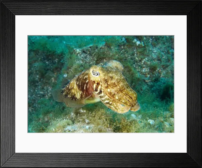 Framed Print : Common cuttlefish (Sepia officinalis) moves across a seabed overgrown with plants Framed Print : Common cuttlefish (Sepia officinalis) moves across a seabed overgrown with plants
