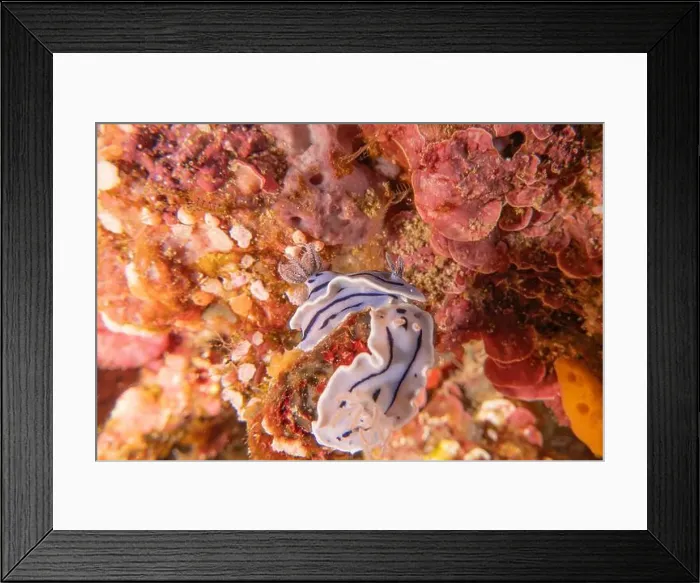 Framed Print : Sea slug at the tubbataha reef national park Philippines Framed Print : Sea slug at the tubbataha reef national park Philippines