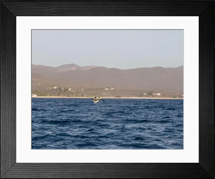 Framed Print : Munk's Devil Rays aka Mobula Rays (Mobula munkiana) in jumping out of the water in Baja California Sur, Mexico Framed Print : Munk's Devil Rays aka Mobula Rays (Mobula munkiana) in jumping out of the water in Baja California Sur, Mexico