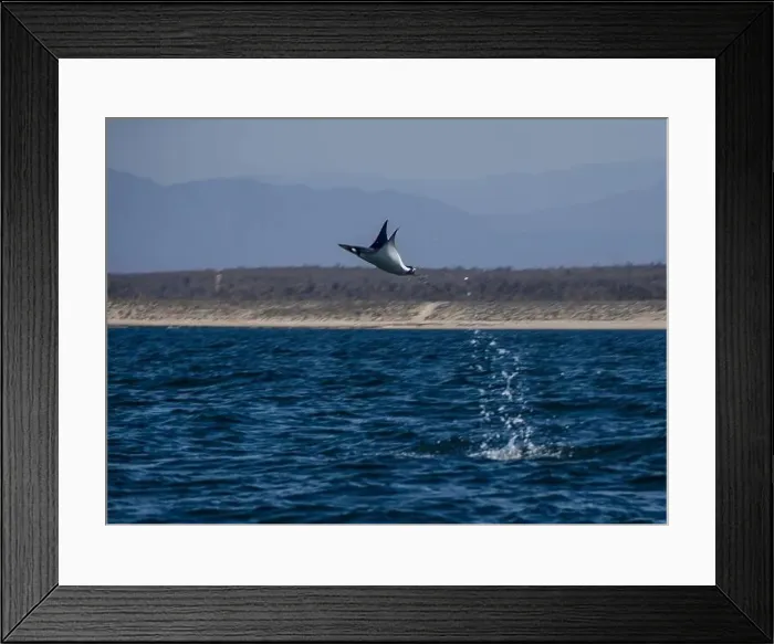 Framed Print : Munk's Devil Rays aka Mobula Rays (Mobula munkiana) in jumping out of the water in Baja California Sur, Mexico Framed Print : Munk's Devil Rays aka Mobula Rays (Mobula munkiana) in jumping out of the water in Baja California Sur, Mexico