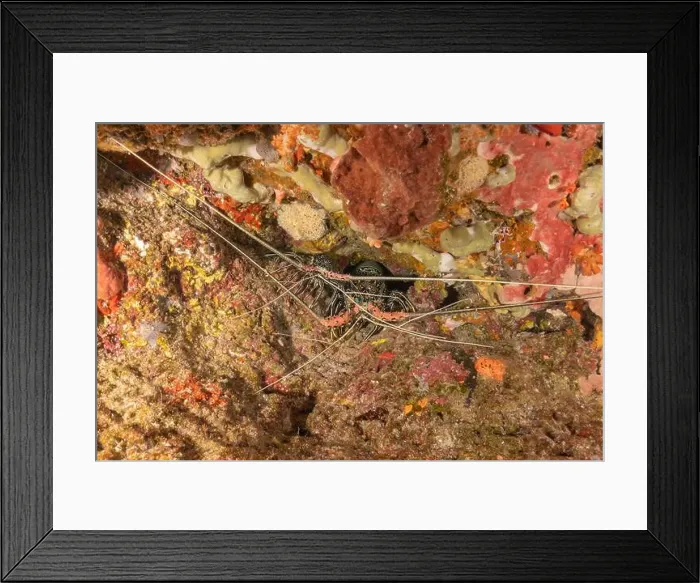 Framed Print : Painted Lobster(Panulirus versicolor) at the Tubbataha Reef National Park Philippines Framed Print : Painted Lobster(Panulirus versicolor) at the Tubbataha Reef National Park Philippines