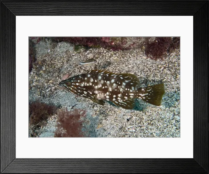 Framed Print : Speckled macaroni grouper (Mycteroperca fusca) on a seabed Framed Print : Speckled macaroni grouper (Mycteroperca fusca) on a seabed