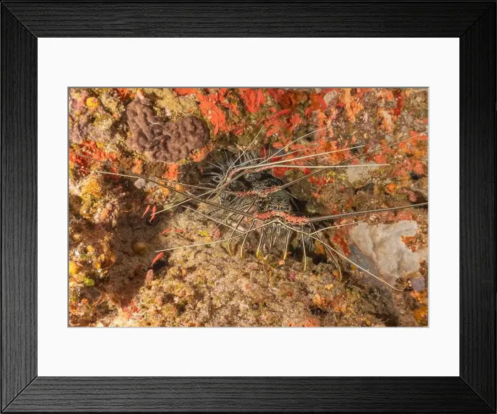 Framed Print : Painted Lobster(Panulirus versicolor) at the Tubbataha Reef National Park Philippines Framed Print : Painted Lobster(Panulirus versicolor) at the Tubbataha Reef National Park Philippines