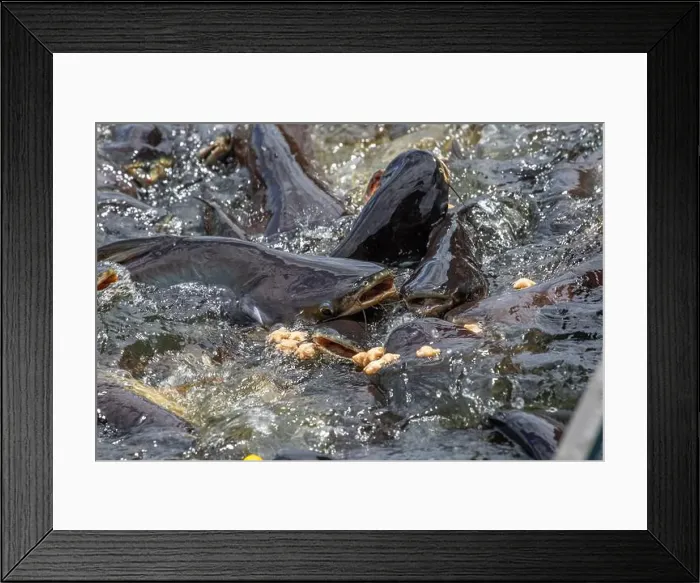 Framed Print : cat fish, Wat Nang sao, Samut Sakhon, Thailand