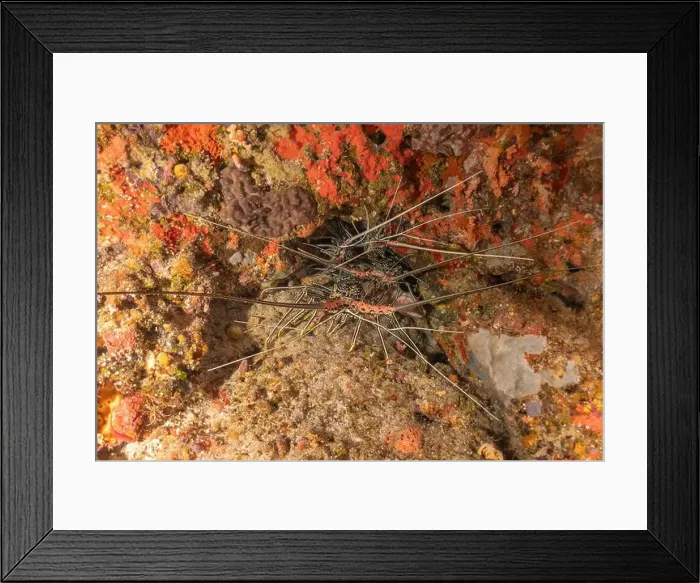 Framed Print : Painted Lobster(Panulirus versicolor) at the Tubbataha Reef National Park Philippines Framed Print : Painted Lobster(Panulirus versicolor) at the Tubbataha Reef National Park Philippines